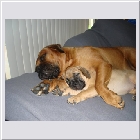 Kenoa and Clints Kazi with Taz 07a.JPG